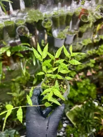 arthraxon-hispidus-mini-trawa-do-terrarium-tropikalnego-or-parrot-planet