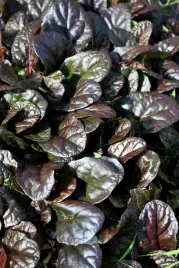 dabrowka-rozlogowa-mahogany-ajuga-reptans