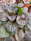 dabrowka-rozlogowa-mahogany-ajuga-reptans-rodzaj-rosliny-inny