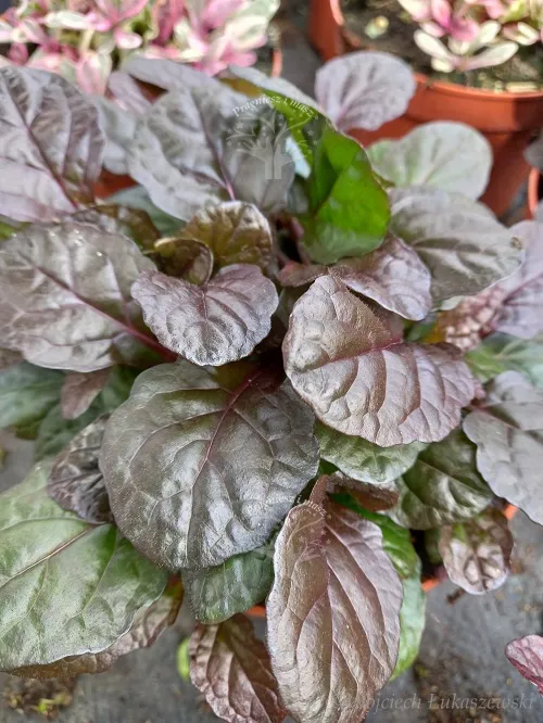 dabrowka-rozlogowa-mahogany-ajuga-reptans-rodzaj-rosliny-inny