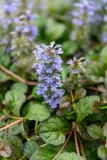 dabrowka-rozlogowa-mahogany-ajuga-reptans-kolor-kwiatow-niebieskie