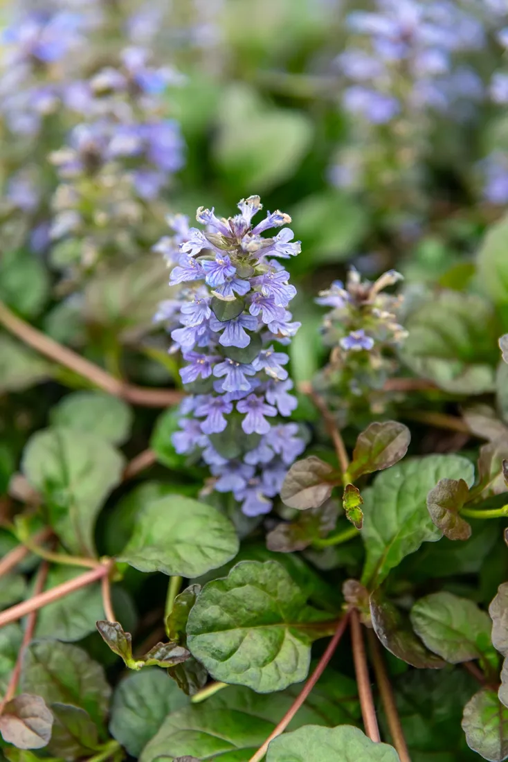 dabrowka-rozlogowa-mahogany-ajuga-reptans