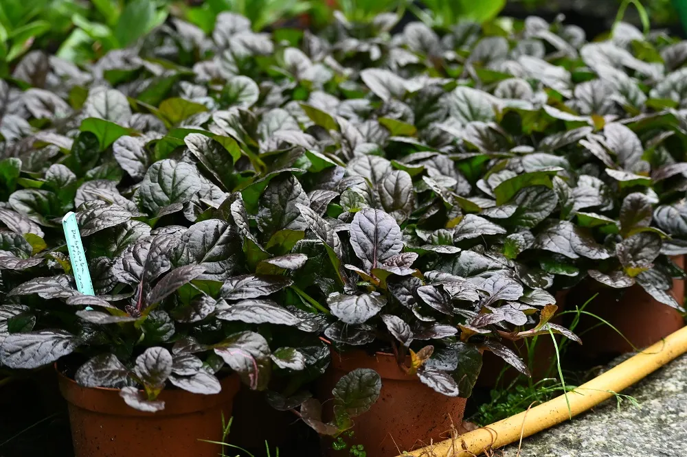 dabrowka-rozlogowa-mahogany-ajuga-reptans-rodzaj-rosliny-inny