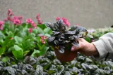 dabrowka-rozlogowa-mahogany-ajuga-reptans-styl-ogrod-nowoczesny