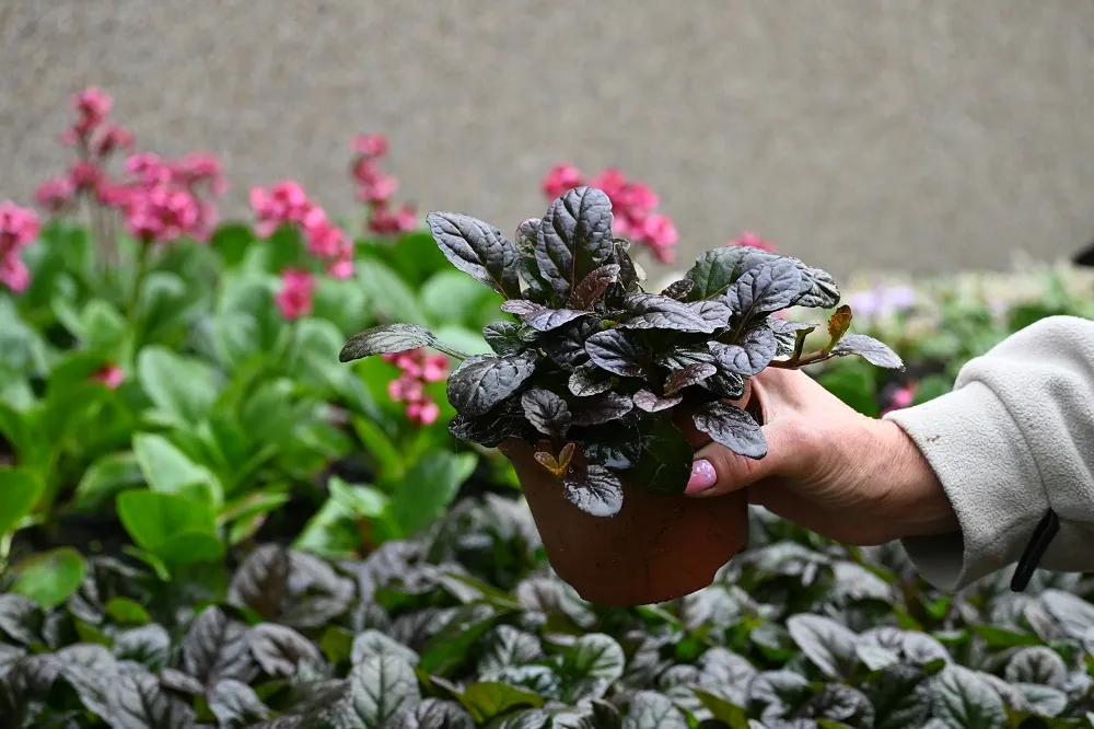 dabrowka-rozlogowa-mahogany-ajuga-reptans