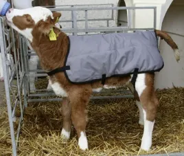 derka-dla-cielat-80-cm-vv14156