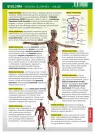 sciagawka-biologia-budowa-czlowieka-uklady
