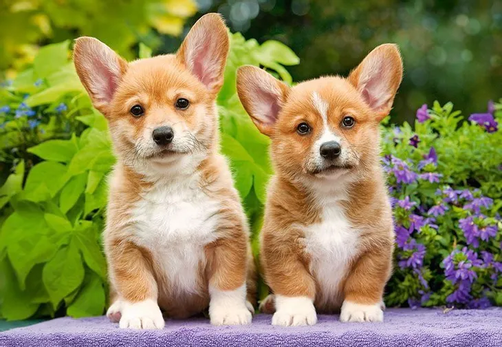 puzzle-1000-elementow-welsh-corgi-puppies