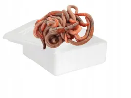 rosowka-kanadyjska-w-styropianie-10-sztuk