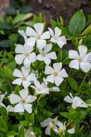 barwinek-pospolity-elisa-vinca-minor