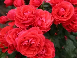 roza-rabatowa-czerwona-cherry-girl-piekne-kwiaty-do-ogrodu-p11