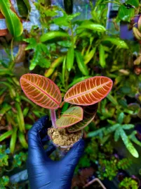 emblemantha-urnulata-fluo-pink-or-roslina-do-terrarium-z-sumatry-or-parrot