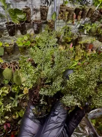 hymenophyllum-sp-miniaturowa-epifityczna-paproc-do-terrarium-or-parrotpla