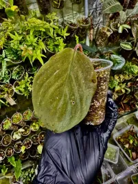 homalomena-humilis-roslina-do-terrarium-o-zamszowych-lisciach-or-parrotpla