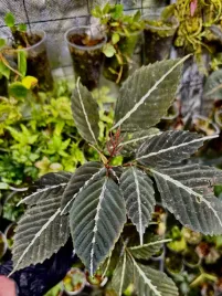 leea-amabilis-szybkorosnaca-dekoracyjna-roslina-do-terrarium-z-borneo-or