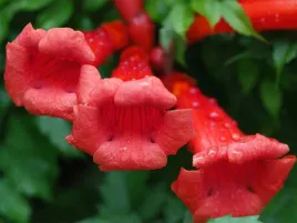 milin-amerykanski-flamenco-czerwone-trabki-c2