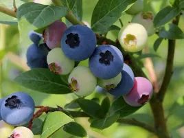 borowka-amerykanska-nelson-c5