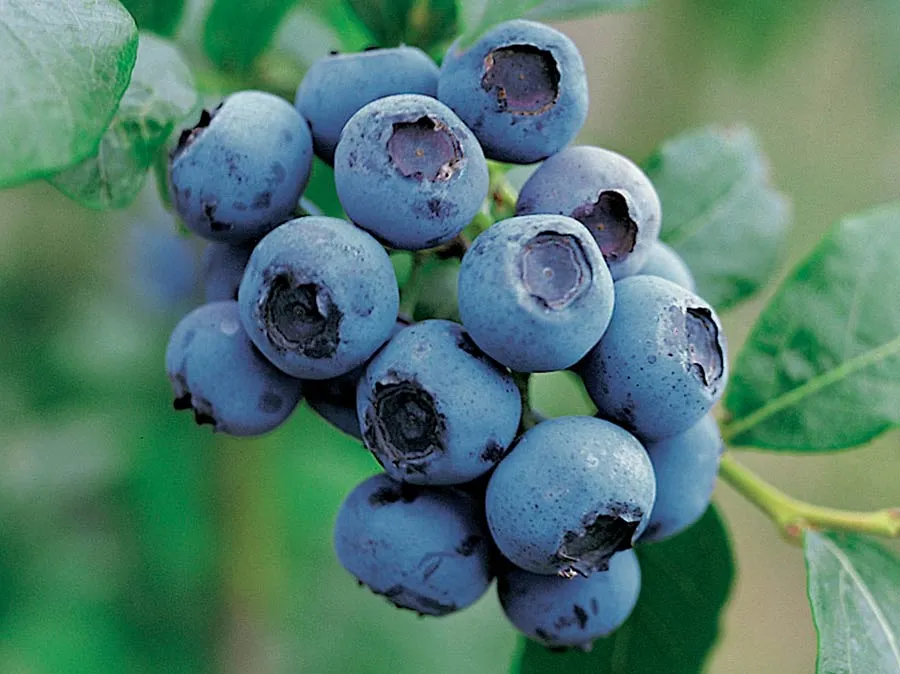 borowka-amerykanska-bluecrop-c5