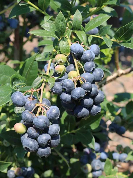 borowka-amerykanska-bluecrop-c5-stan-nowy