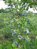 borowka-amerykanska-bluecrop-c5-odmiana-bluecrop