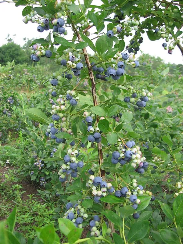 borowka-amerykanska-bluecrop-c5