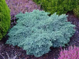 jalowiec-luskowaty-blue-star-srebrzysto-niebieski-p9