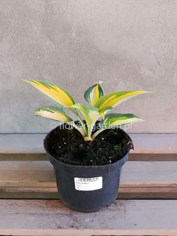 funkia-catherine-c2-rodzaj-rosliny-inny