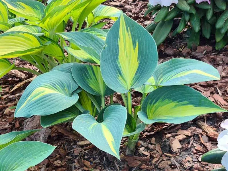 funkia-catherine-c2-rodzaj-rosliny-inny