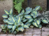 funkia-catherine-c2-nazwa-lacinska-hosta