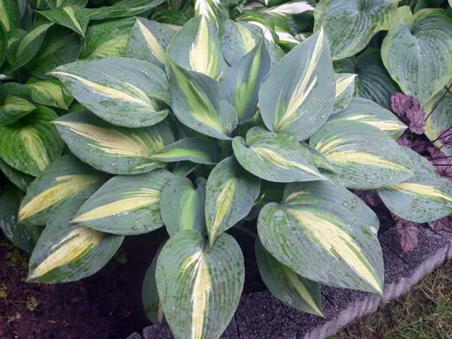 funkia-catherine-c2-rodzaj-rosliny-inny