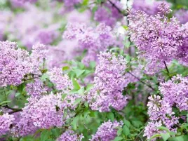 lilak-rozpierzchly-miss-kim-c3