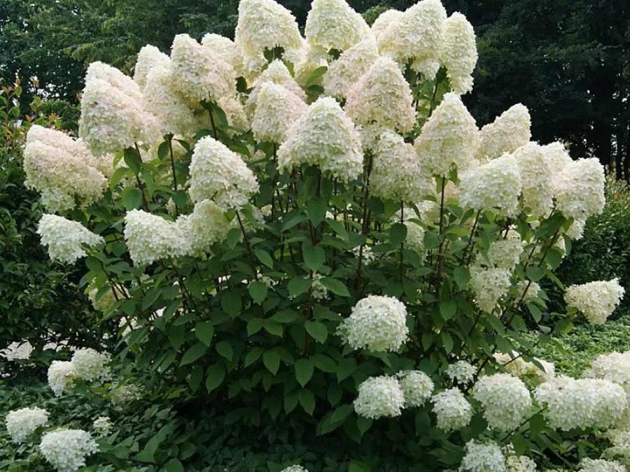 hortensja-bukietowa-phantom-p9