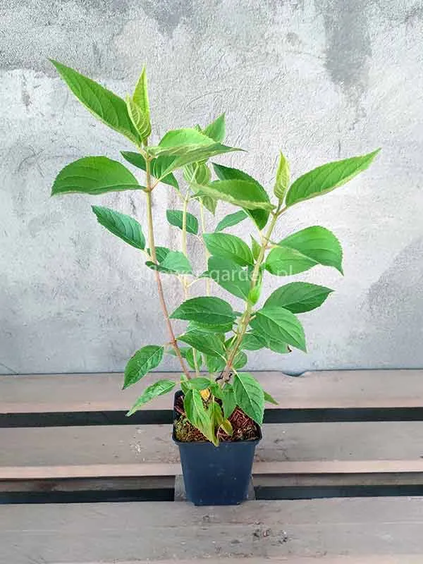 hortensja-bukietowa-phantom-p9-rodzaj-rosliny-hortensje