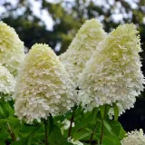 hortensja-bukietowa-phantom-p9-nazwa-lacinska-hydrangea-paniculata
