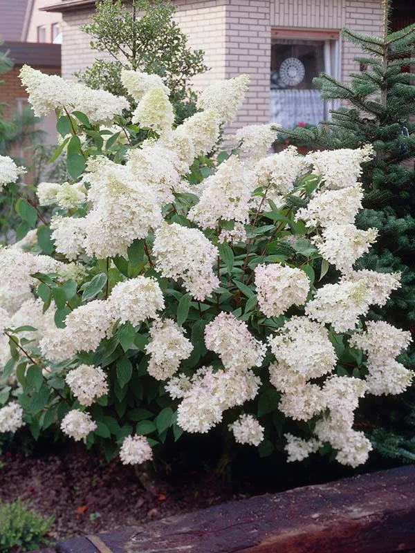 hortensja-bukietowa-phantom-p9-rodzaj-rosliny-hortensje
