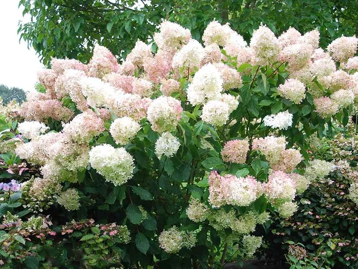 hortensja-bukietowa-phantom-p9-rodzaj-rosliny-hortensje-nazwa-lacinska-hydrangea-paniculata