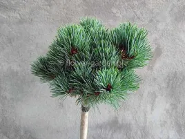 sosna-drobnokwiatowa-kin-po-na-pniu-70cm-c5