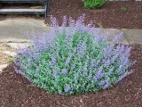 kocimietka-walker-s-low-p9-kod-produktu-nepeta81491-etk