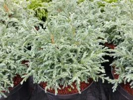 cyprysik-groszkowy-baby-blue-p9