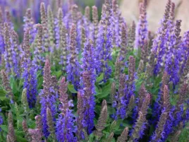 szalwia-omszona-sensation-deep-blue-niska-kompaktowa-p9