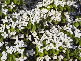 deren-kousa-schmetterling-c5