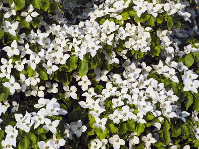 deren-kousa-schmetterling-c5