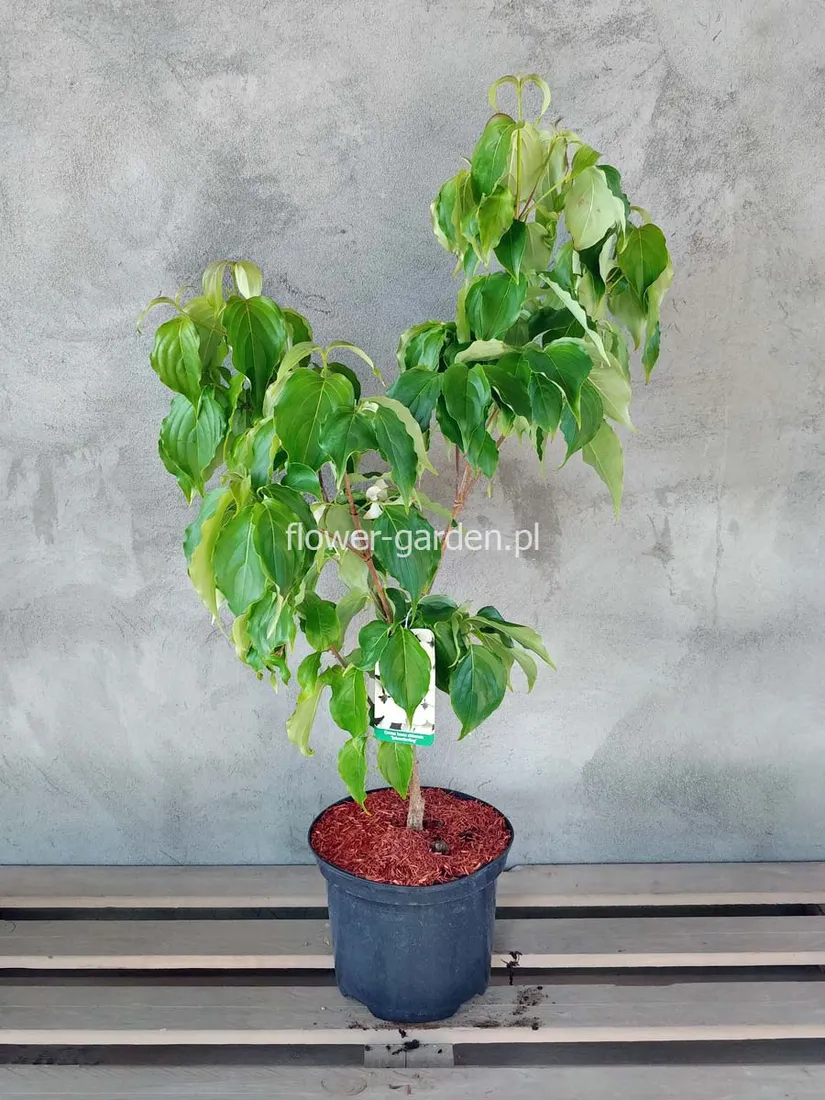 deren-kousa-schmetterling-c5-kolor-kwiatow-biale