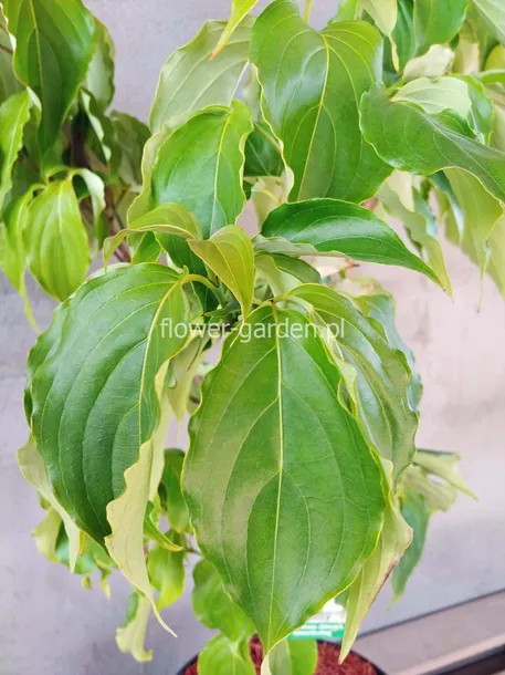 deren-kousa-schmetterling-c5-rodzaj-rosliny-inny