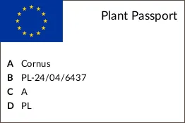 deren-kousa-schmetterling-c5-kolor-kwiatow-biale