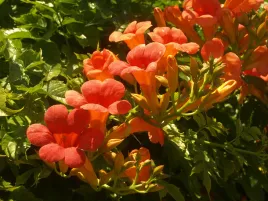 milin-amerykanski-ursynow-silnie-rosnace-pnacze-c2