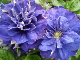 powojnik-clematis-kiri-te-kanawa-pelne-kwiaty-c2