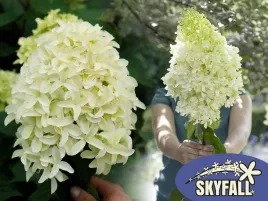 hortensja-bukietowa-skyfall-hiacyntowe-kwiaty-p9