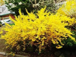 forsycja-posrednia-goldzauber-kwitnie-w-marcu-c3