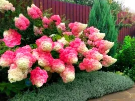 hortensja-bukietowa-vanille-fraise-renhy-c3